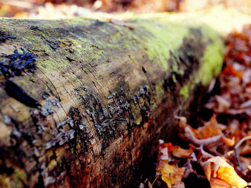 Traxyn NeltarLyntar Mar del Plata